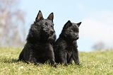 SCHIPPERKE 384